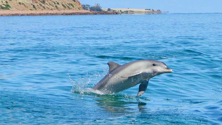 Swim With Dolphins Off Kangaroo Island